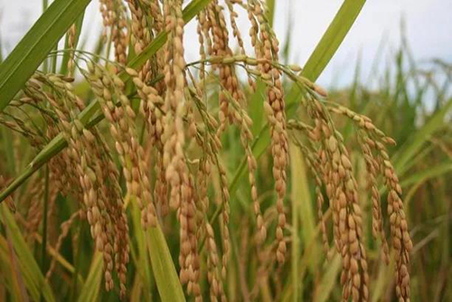 1628581066228284.jpg 1.jpg